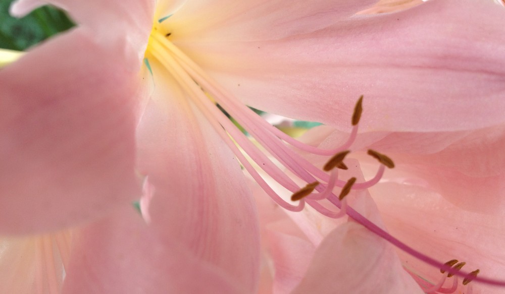 Pen and Inkblot: D. Shay Gable 